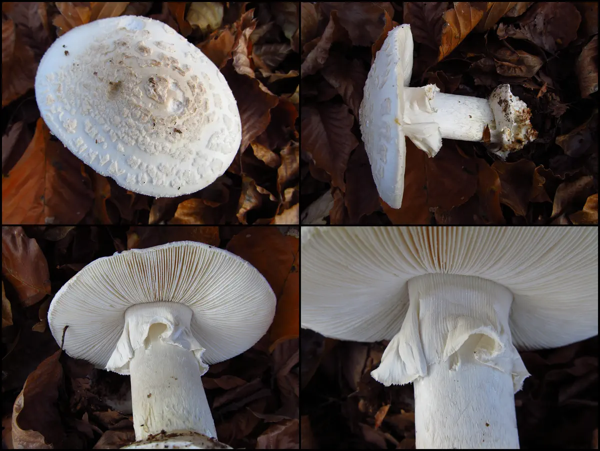 Vitgul flugsvamp (var. alba)