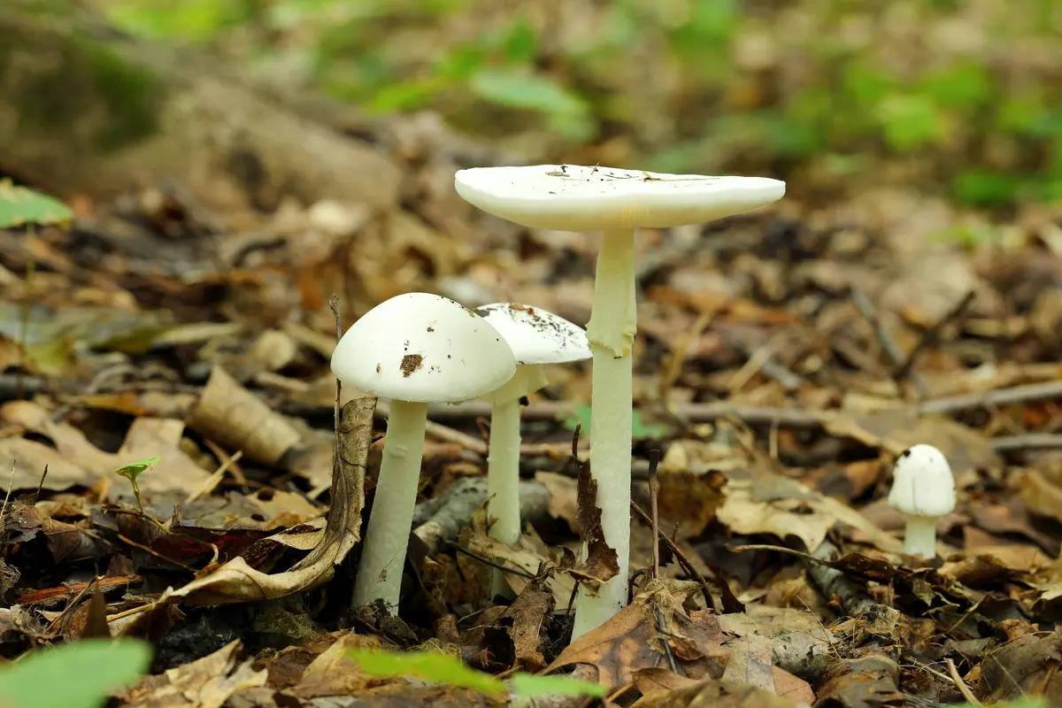 Vit flugsvamp