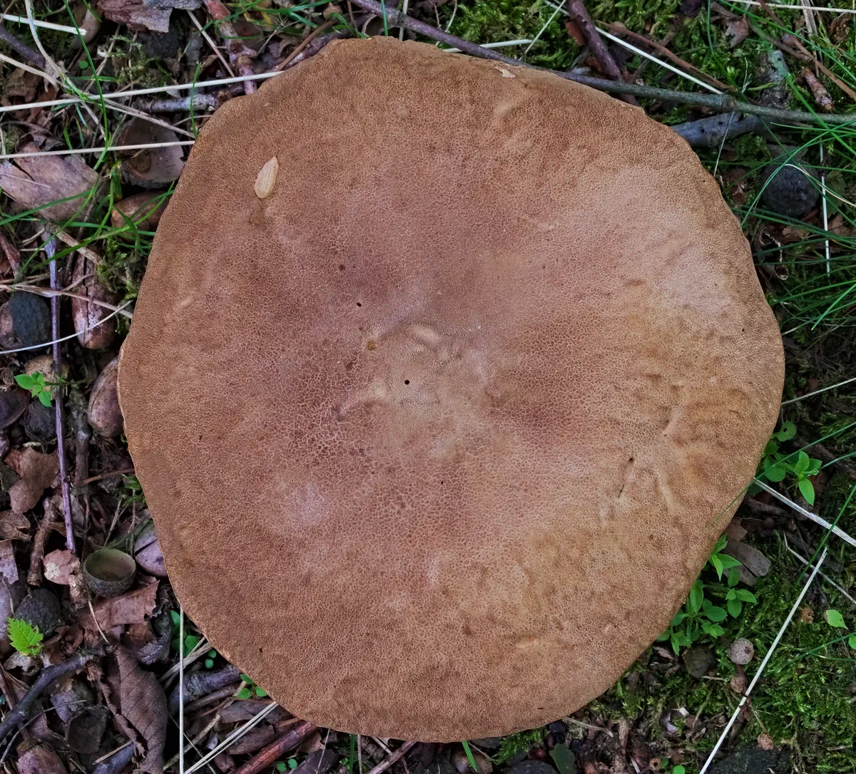 Karljohan / Stensopp