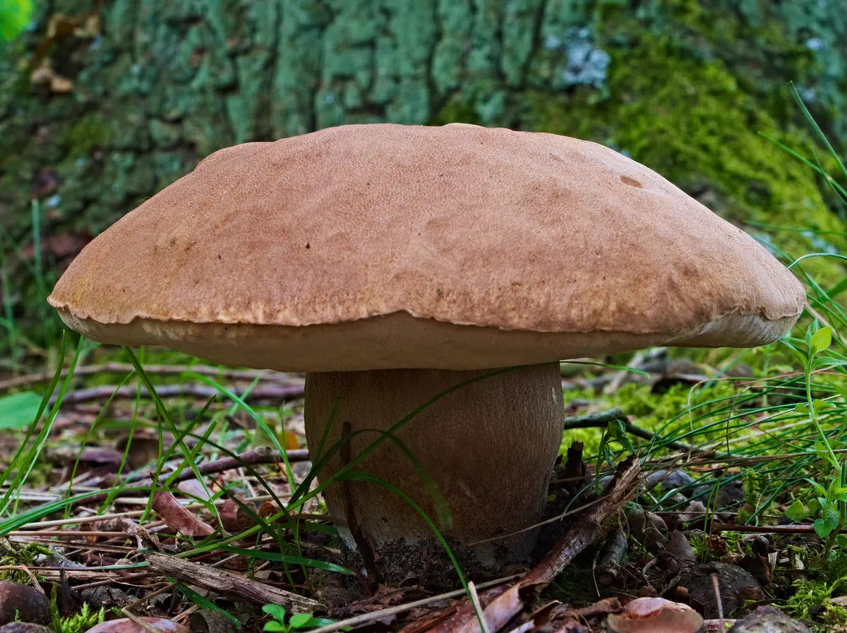 Karljohan / Stensopp