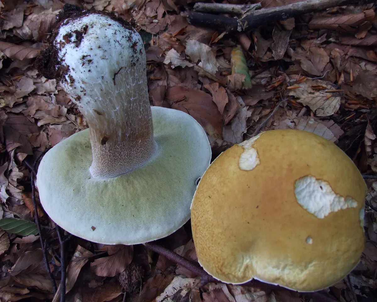 Karljohan / Stensopp