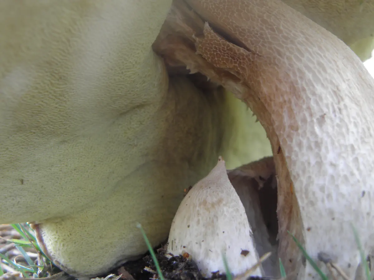 Karljohan / Stensopp