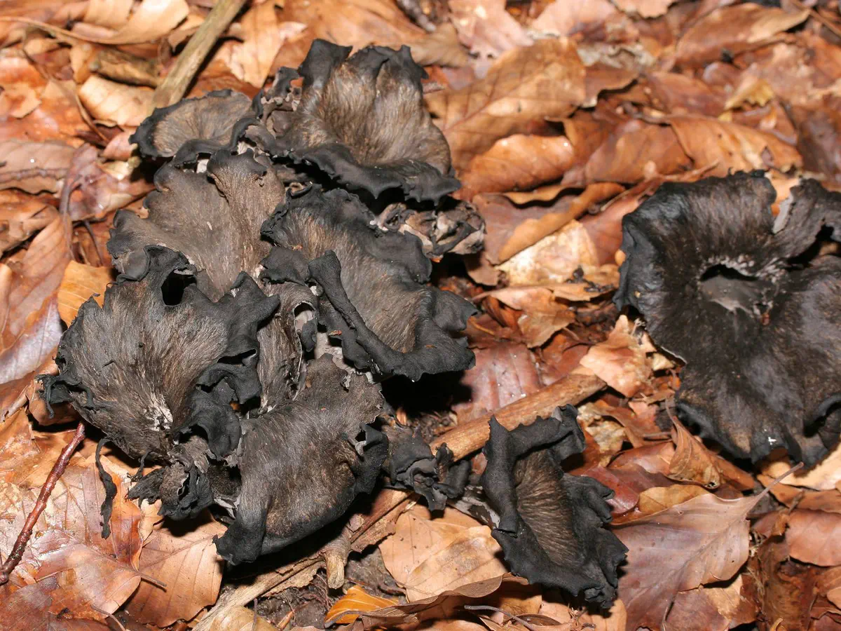 Svart trumpetsvamp