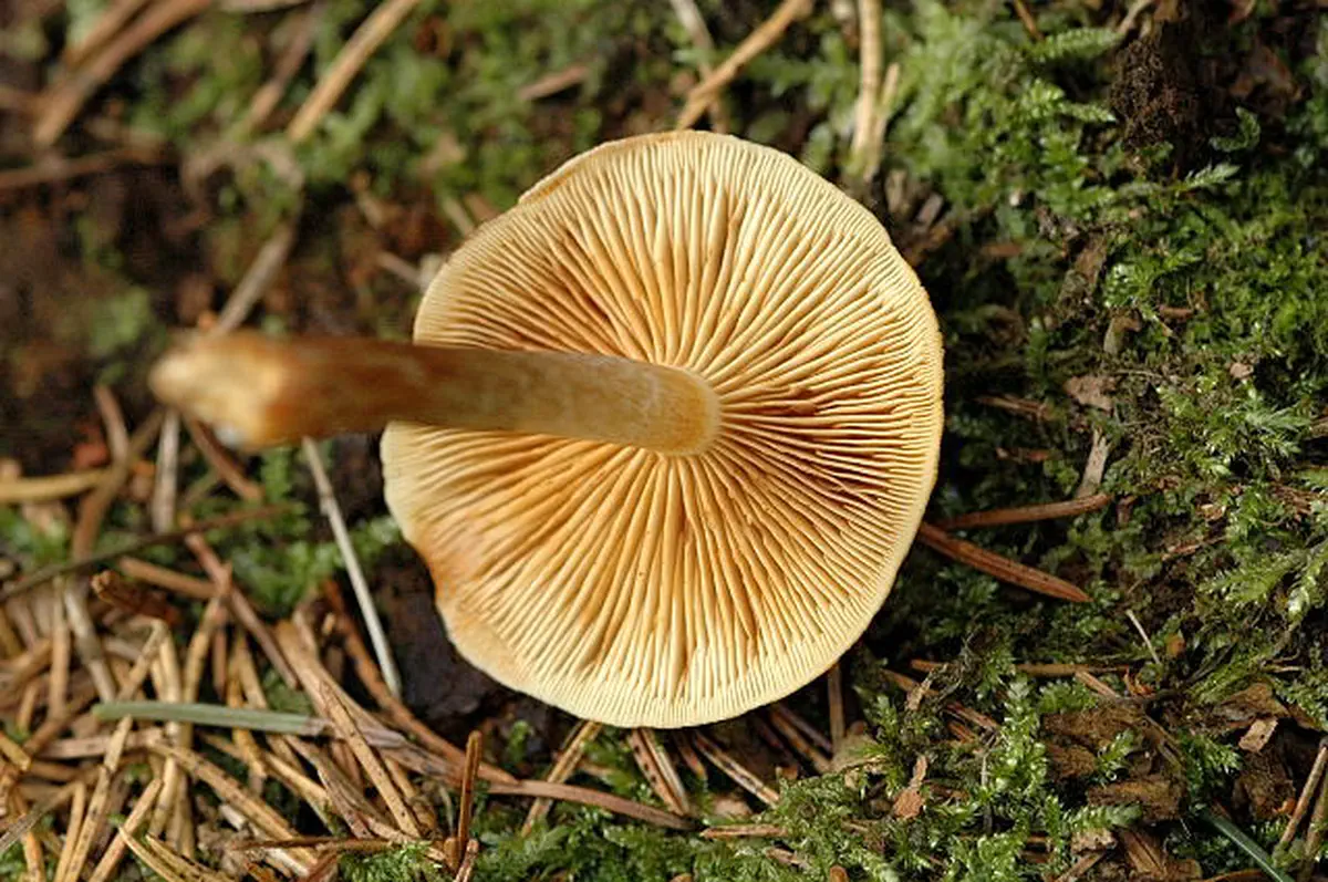 Svavelgul slöjskivling