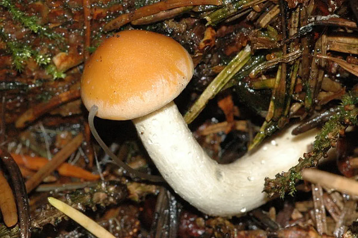 Svavelgul slöjskivling