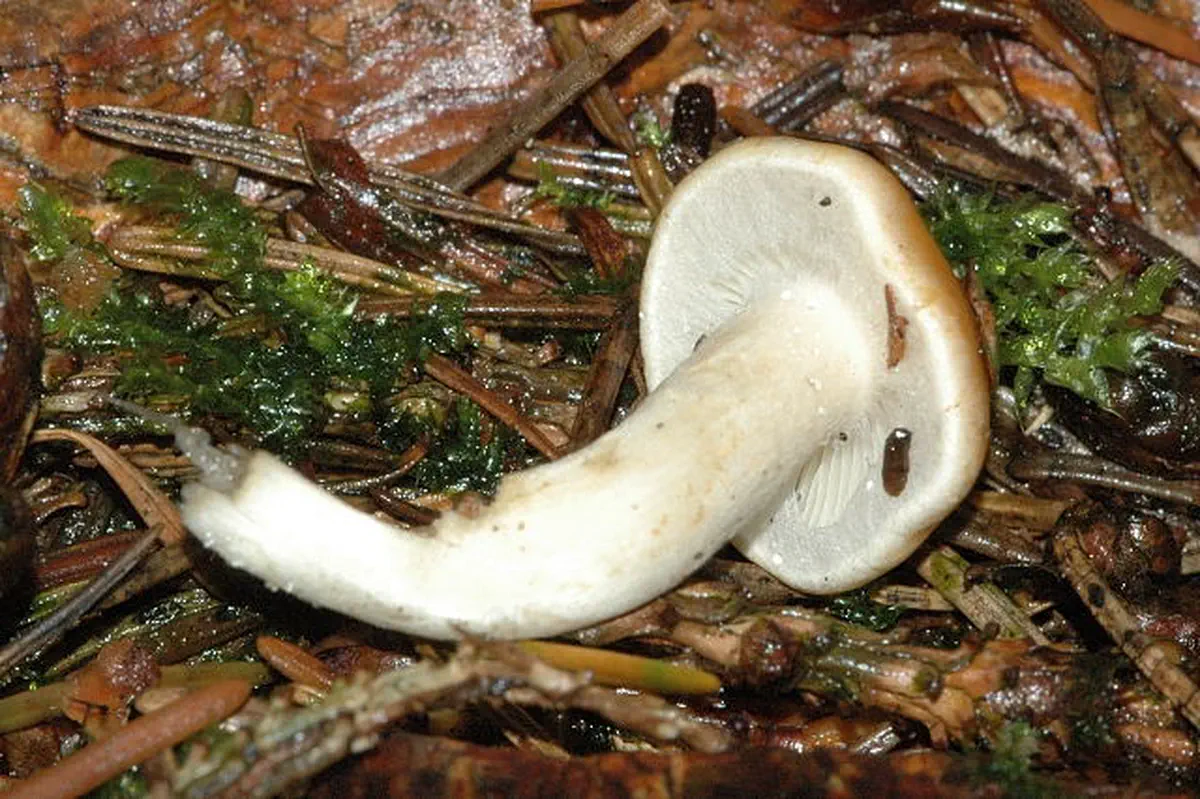 Svavelgul slöjskivling