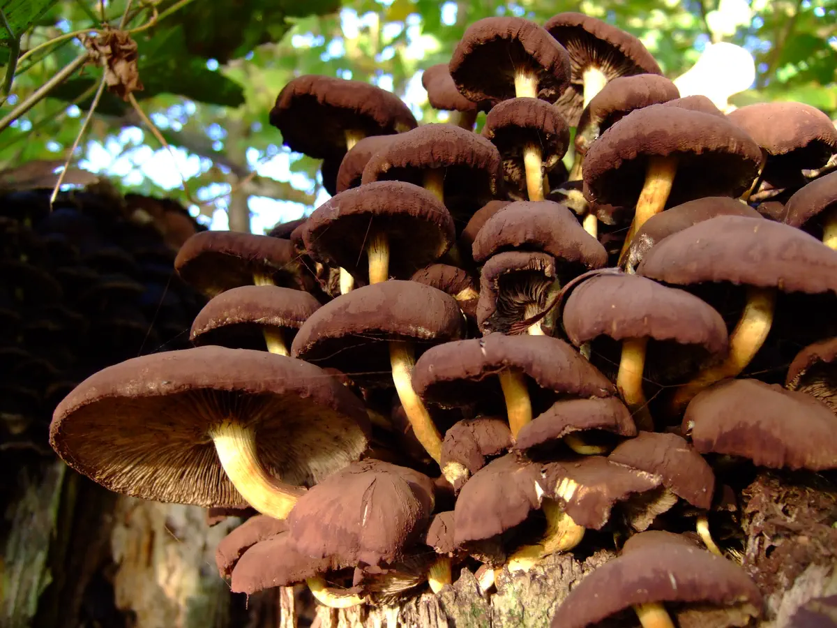 Svavelgul slöjskivling