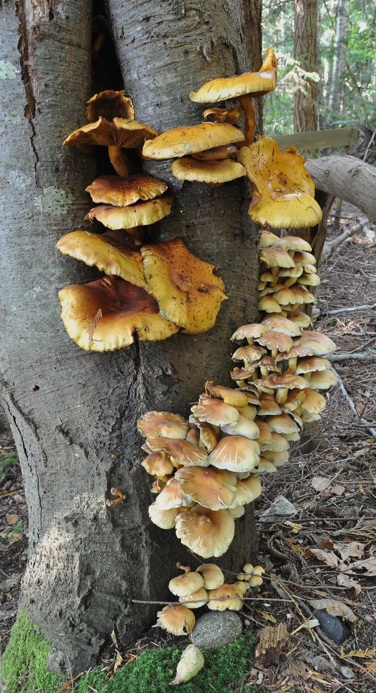 Svavelgul slöjskivling