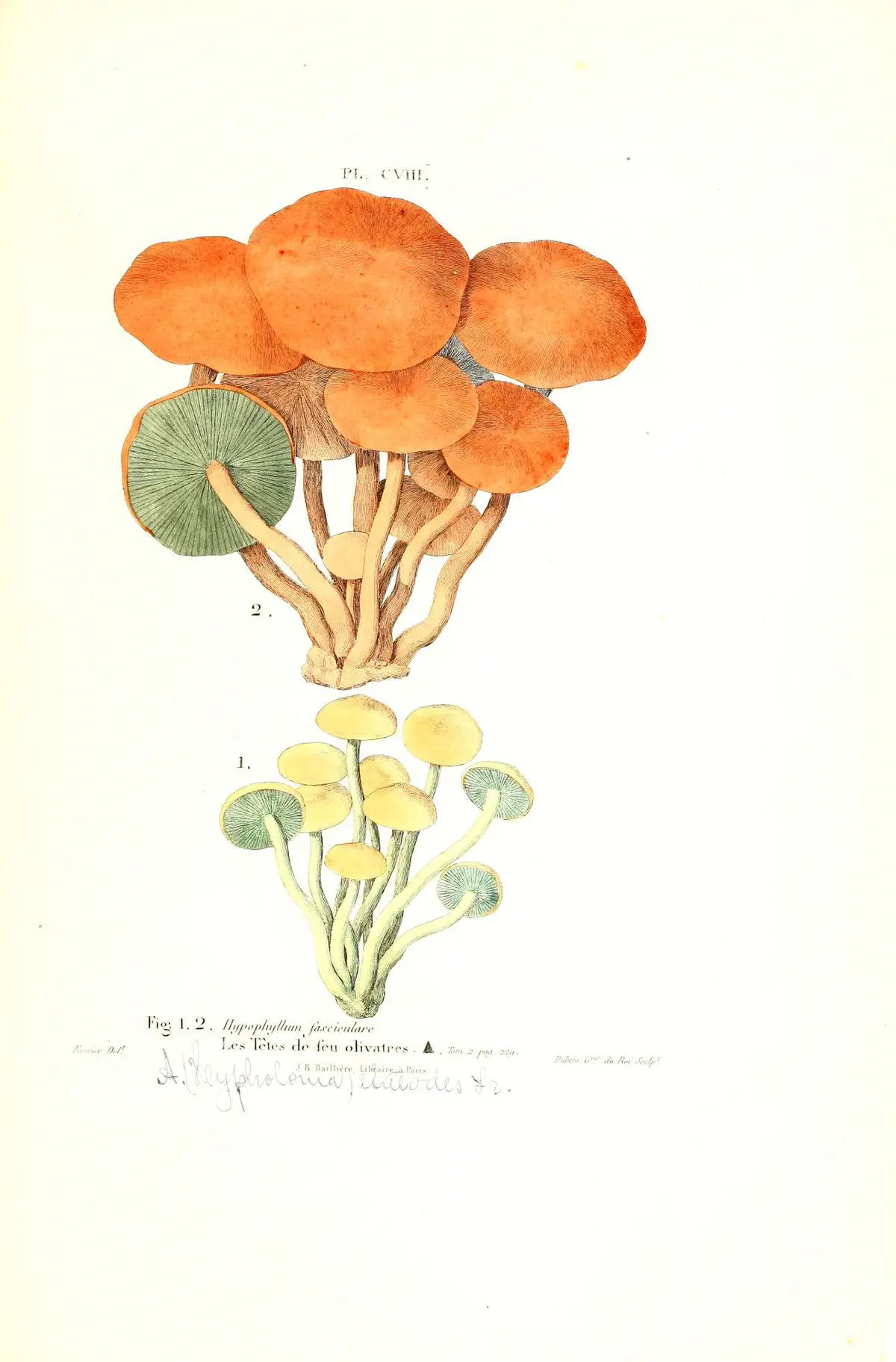 Svavelgul slöjskivling