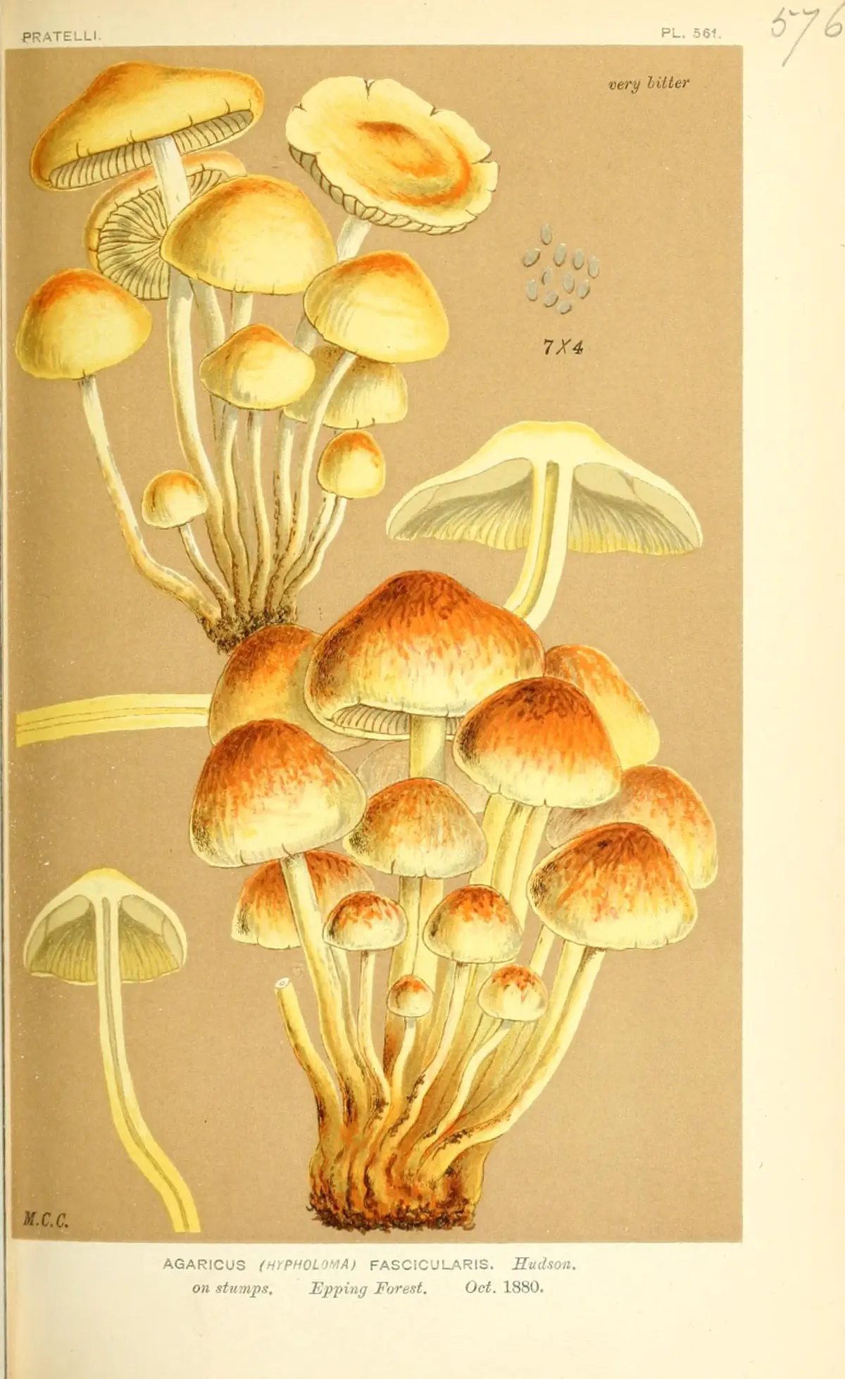 Svavelgul slöjskivling