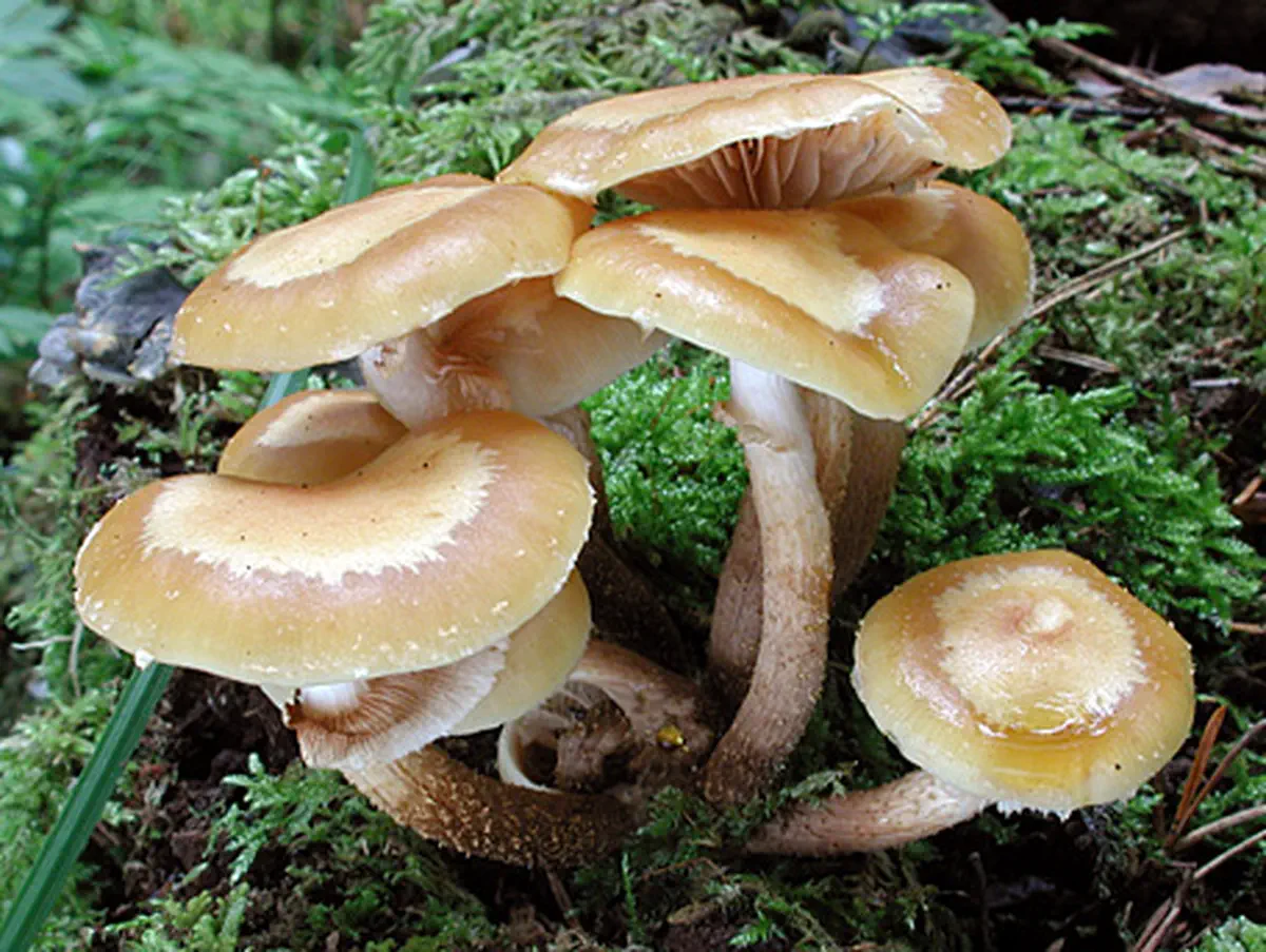 Föränderlig tofsskivling