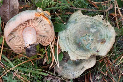 Grönfläckig vinriska