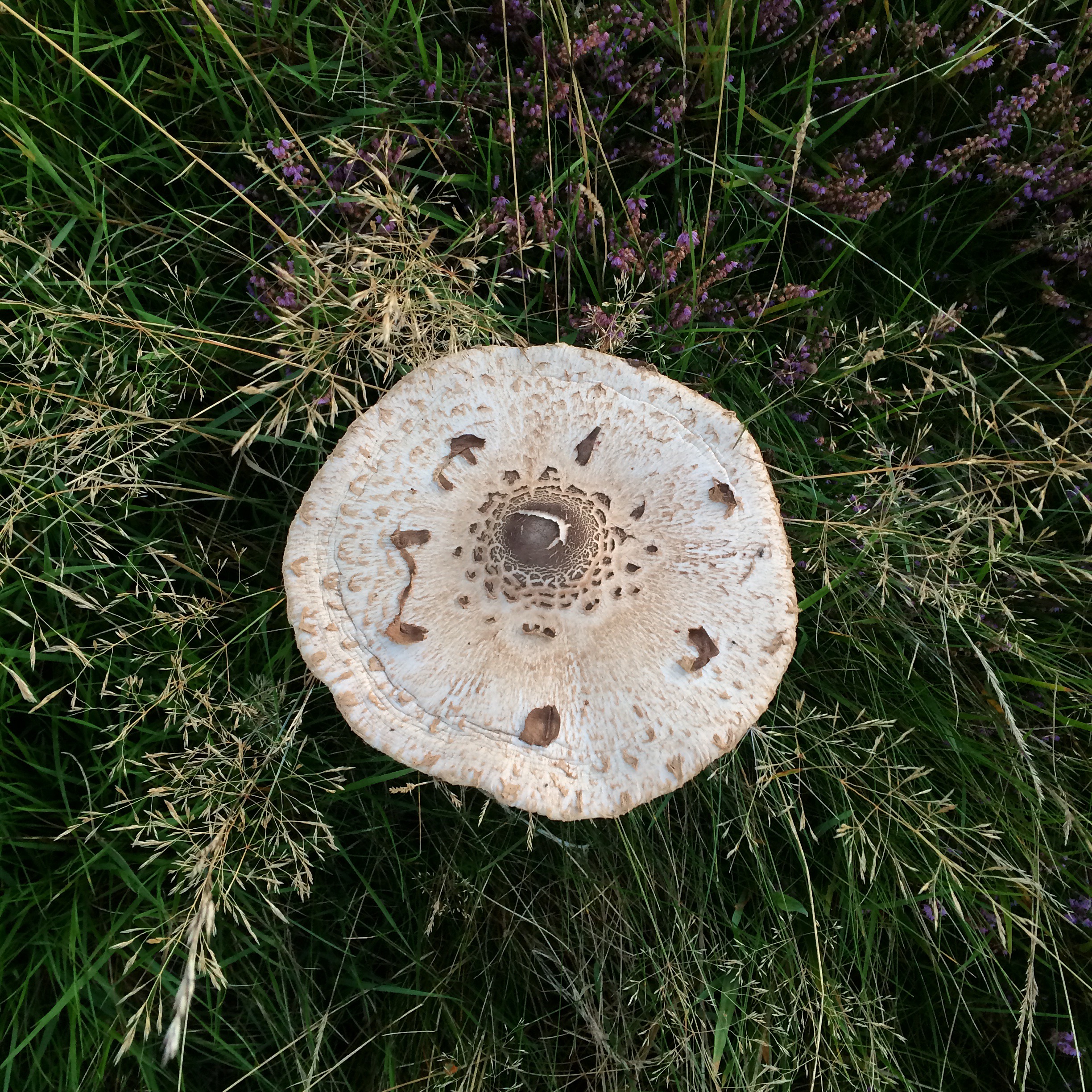 Stolt fjällskivling