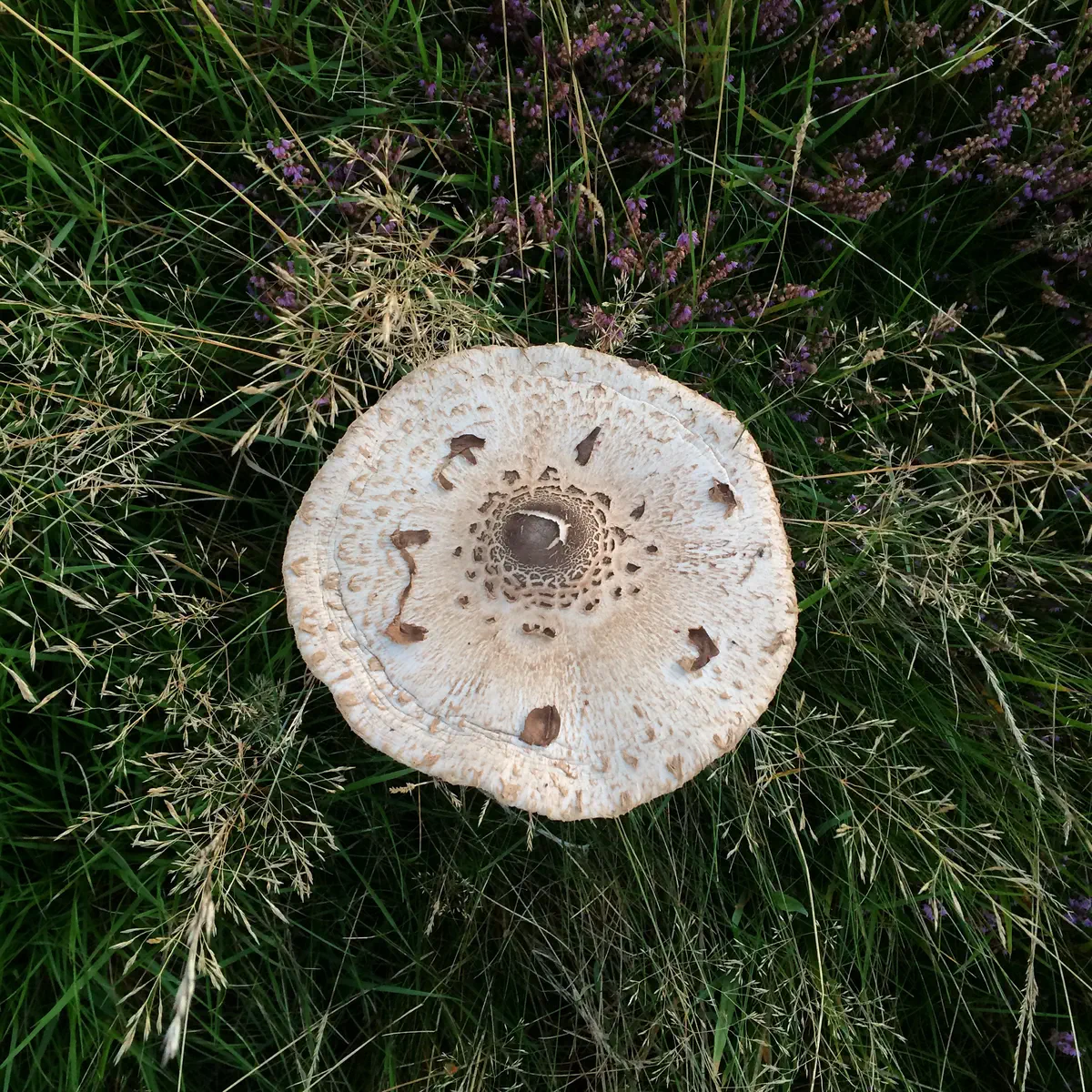 Stolt fjällskivling