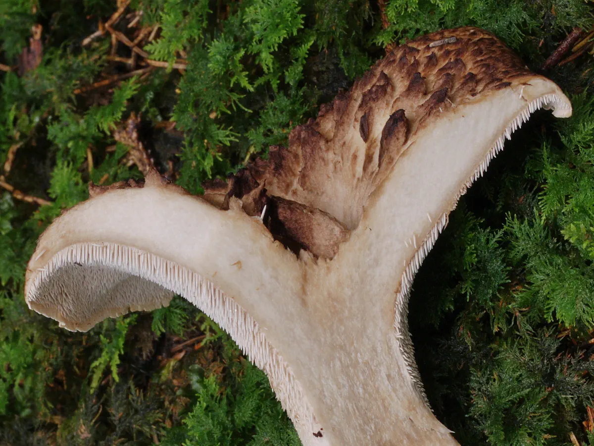 Fjällig taggsvamp